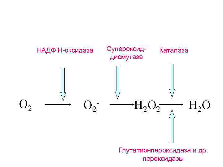 НАДФ. Н-оксидаза O 2 - Супероксиддисмутаза Каталаза H 2 O 2 H 2 O