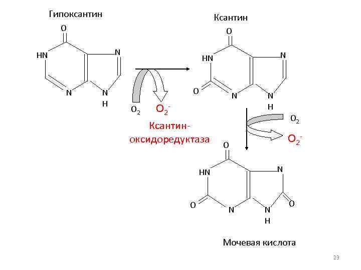 Гипоксантин Ксантин O O N HN N N HN O O 2 N O