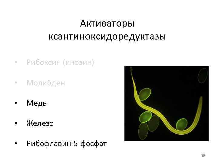 Активаторы ксантиноксидоредуктазы • Рибоксин (инозин) • Молибден • Медь • Железо • Рибофлавин-5 -фосфат