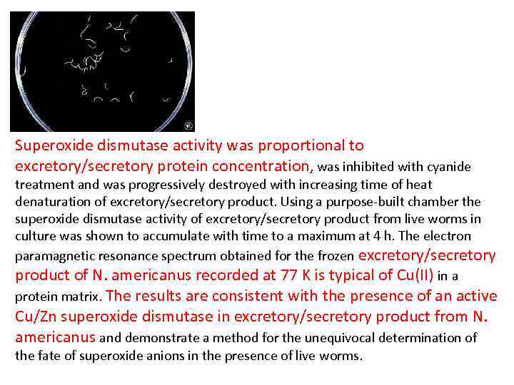 Superoxide dismutase activity was proportional to excretory/secretory protein concentration, was inhibited with cyanide treatment