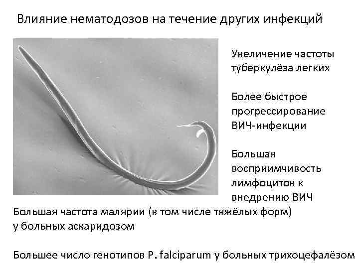Влияние нематодозов на течение других инфекций Увеличение частоты туберкулёза легких Более быстрое прогрессирование ВИЧ-инфекции