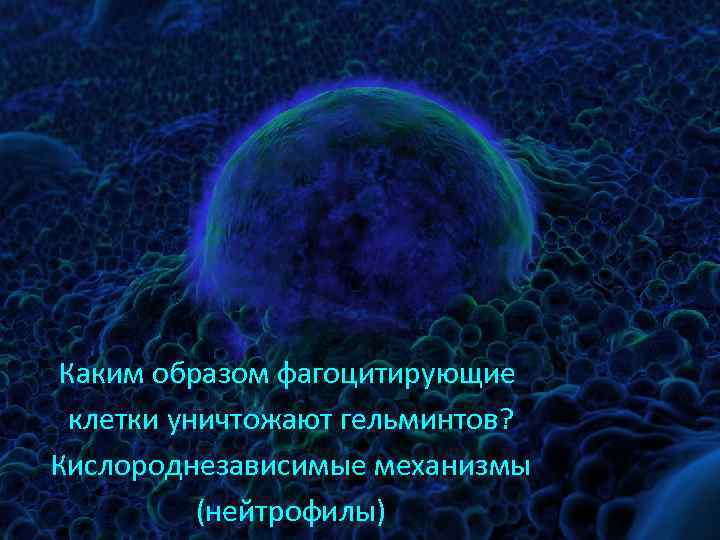 Каким образом фагоцитирующие клетки уничтожают гельминтов? Кислороднезависимые механизмы (нейтрофилы) 