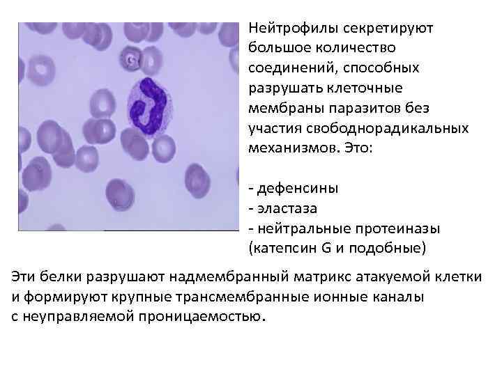 Нейтрофилы секретируют большое количество соединений, способных разрушать клеточные мембраны паразитов без участия свободнорадикальных механизмов.
