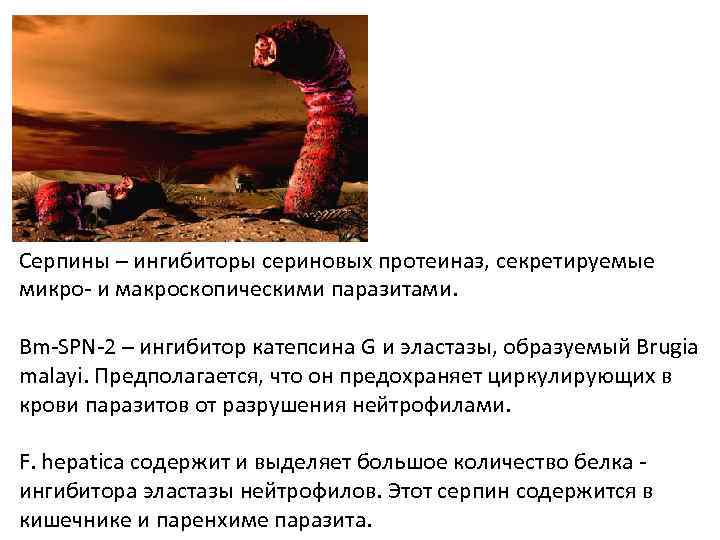 Серпины – ингибиторы сериновых протеиназ, секретируемые микро- и макроскопическими паразитами. Bm-SPN-2 – ингибитор катепсина