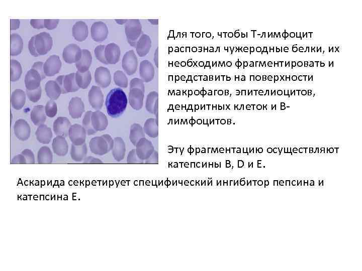 Для того, чтобы Т-лимфоцит распознал чужеродные белки, их необходимо фрагментировать и представить на поверхности