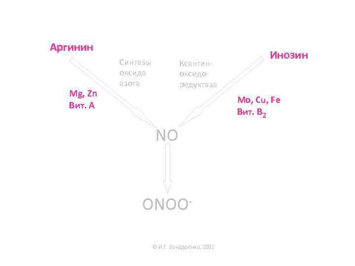 Аргинин Mg, Zn Вит. А Синтазы оксида азота Ксантиноксидоредуктаза Инозин Mo, Cu, Fe Вит.