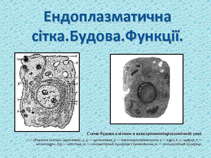 Ендоплазматична сітка. Будова. Функції. . Схема будови клітини в електронномікроскопічній уяві: 1 — оболонка