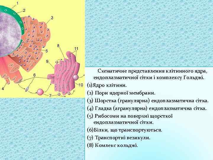  Схематичне представлення клітинного ядра, ендоплазматичної сітки і комплексу Гольджі. (1)Ядро клітини. (2) Пори