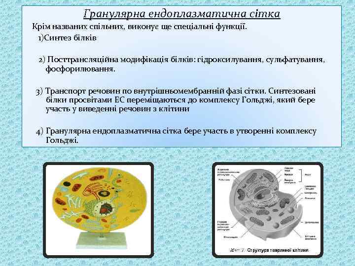 Гранулярна ендоплазматична сітка Крім названих спільних, виконує ще спеціальні функції. 1)Синтез білків 2) Посттрансляційна