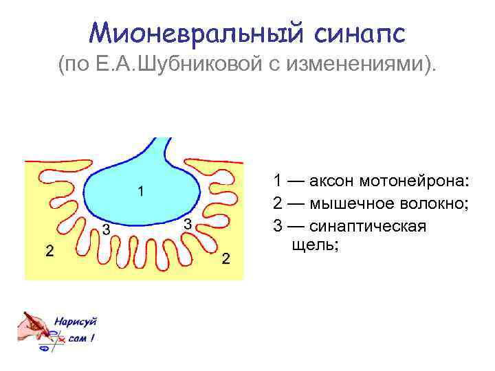 Мионевральный синапс