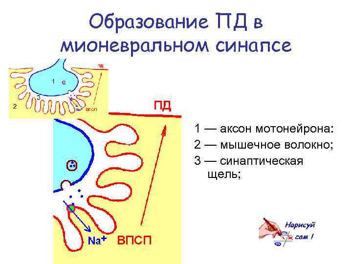 Мионевральный синапс