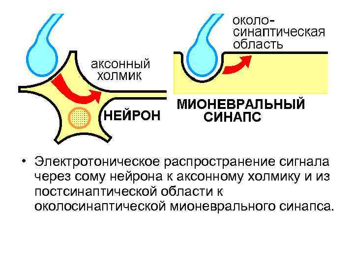 Синапс поиск тендеров. Мионевральный синапс механизм передачи возбуждения. Структура мионеврального синапса. Строение и механизм передачи возбуждения в мионевральном синапсе. Возбуждение через мионевральный синапс.