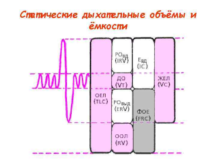 Статические дыхательные объёмы и ёмкости 