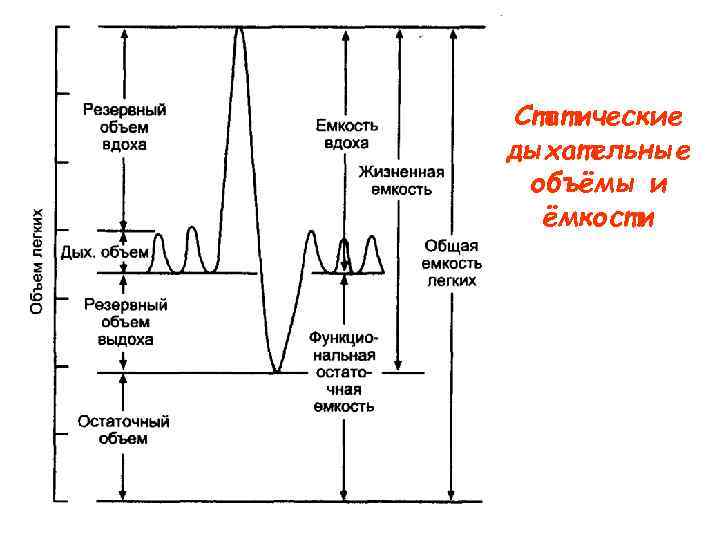 Статические дыхательные объёмы и ёмкости 