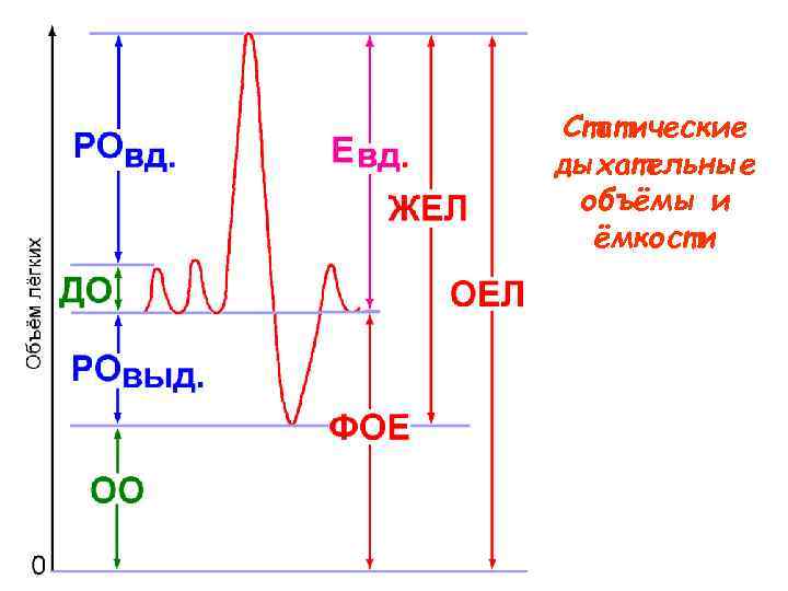 Статические дыхательные объёмы и ёмкости 