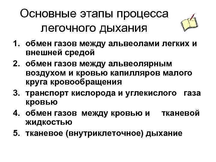 Основные этапы процесса легочного дыхания 1. обмен газов между альвеолами легких и внешней средой