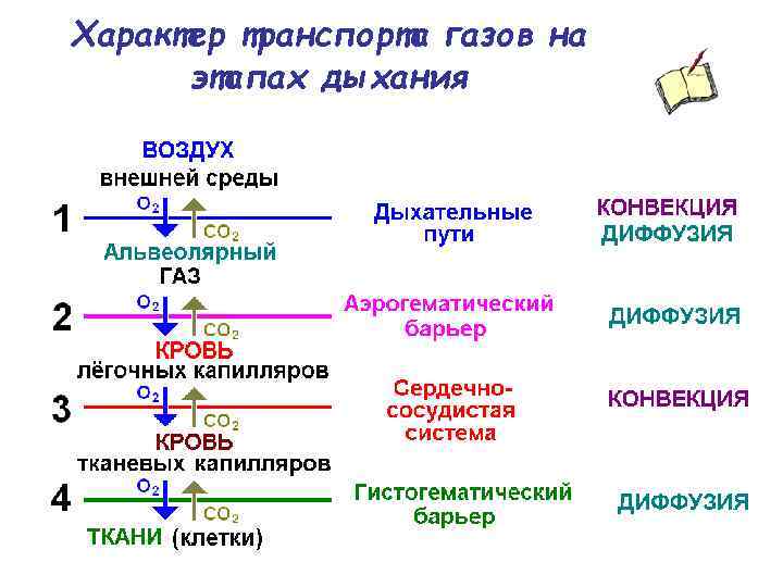 Характер транспорта газов на этапах дыхания 