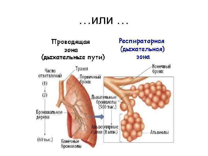 …или … 