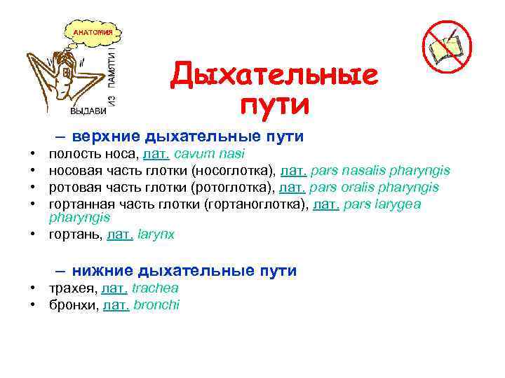 Дыхательные пути – верхние дыхательные пути • • полость носа, лат. cavum nasi носовая