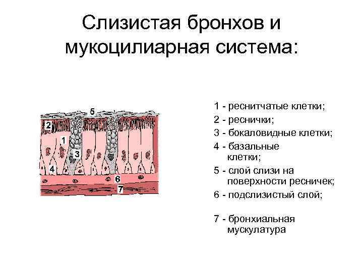 Слизистая бронхов и мукоцилиарная система: 1 - реснитчатые клетки; 2 - реснички; 3 -