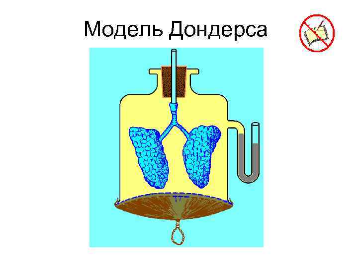 Модель которую впервые предложил голландский физиолог дондерс