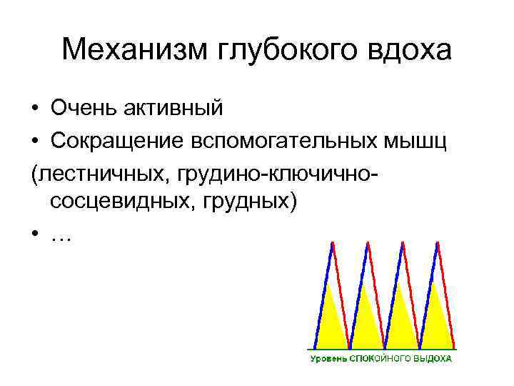 Механизм глубокого вдоха • Очень активный • Сокращение вспомогательных мышц (лестничных, грудино-ключично- сосцевидных, грудных)