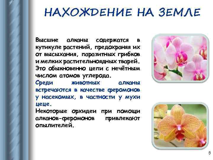 НАХОЖДЕНИЕ НА ЗЕМЛЕ Высшие алканы содержатся в кутикуле растений, предохраняя их от высыхания, паразитных