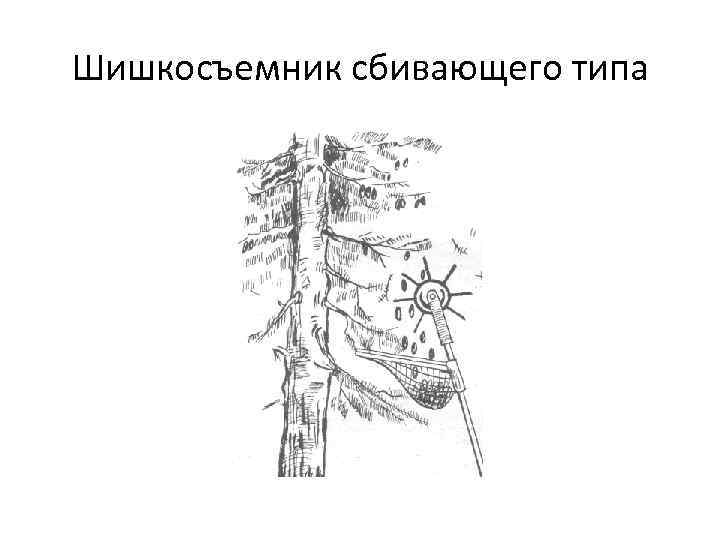 Шишкосъемник сбивающего типа 