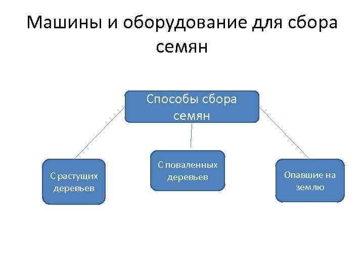 Машины и оборудование для сбора семян Способы сбора семян С растущих деревьев С поваленных