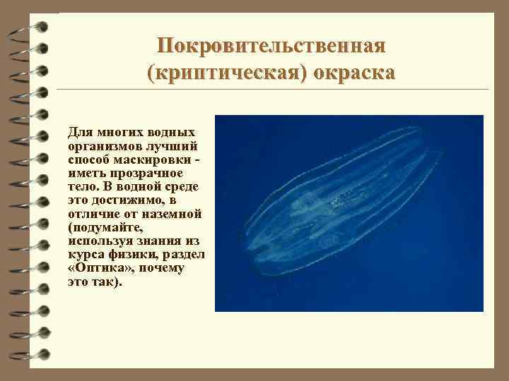 Покровительственная (криптическая) окраска Для многих водных организмов лучший способ маскировки иметь прозрачное тело. В