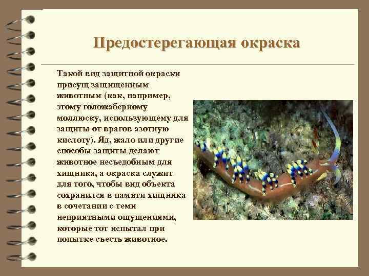 Предостерегающая окраска Такой вид защитной окраски присущ защищенным животным (как, например, этому голожаберному моллюску,