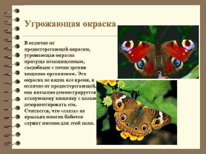 Угрожающая окраска В отличие от предостерегающей окраски, угрожающая окраска присуща незащищенным, съедобным с точки