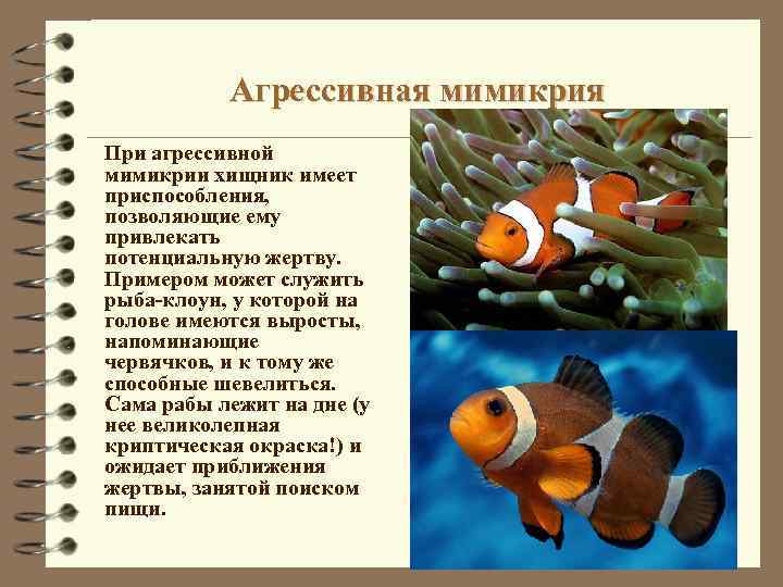 Имеются приспособления. Агрессивная Мимикрия рыба клоун. Рыба-клоун интересные факты. Адаптация рыб. Рыба клоун презентация.