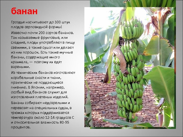 банан Гроздья насчитывают до 300 штук плодов серповидной формы! Известно почти 200 сортов бананов.