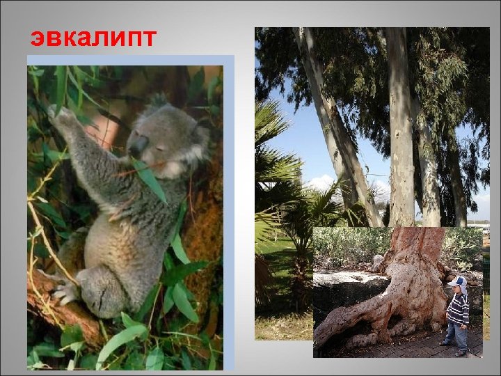 эвкалипт Зеленые «небоскребы» , которые достигают 100 метров в высоту при стволе толщиной свыше