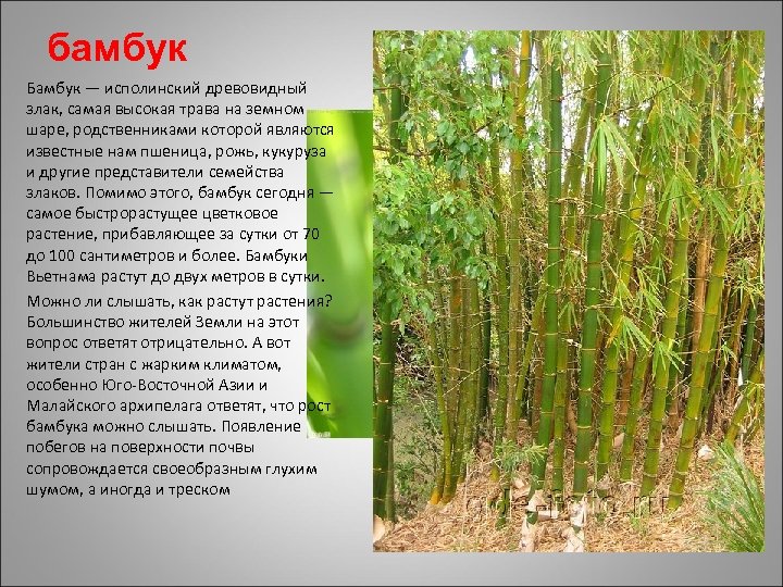 бамбук Бамбук — исполинский древовидный злак, самая высокая трава на земном шаре, родственниками которой