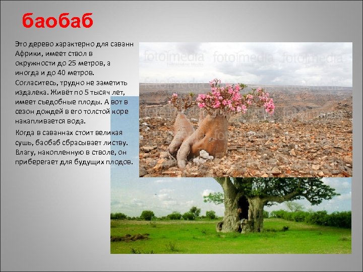 баобаб Это дерево характерно для саванн Африки, имеет ствол в окружности до 25 метров,