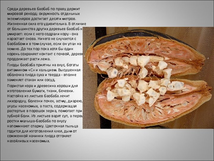 Среди деревьев баобаб по праву держит мировой рекорд: окружность отдельных экземпляров достигает десяти метров.