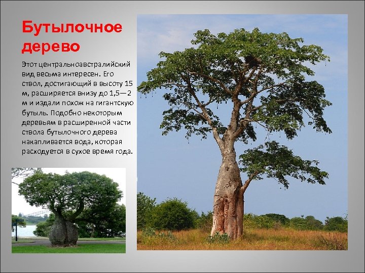 Бутылочное дерево Этот центральноавстралийский вид весьма интересен. Его ствол, достигающий в высоту 15 м,