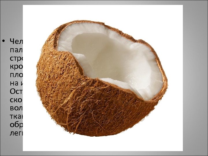 Кокосовая пальма • Человек использует почти все части кокосовой пальмы. Туземцы тихоокеанских островов строят