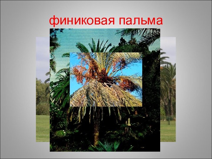 финиковая пальма 