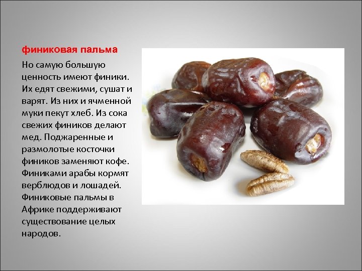 финиковая пальма Но самую большую ценность имеют финики. Их едят свежими, сушат и варят.