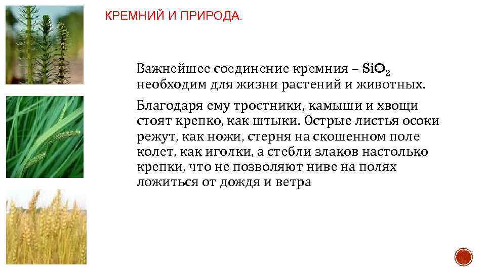 КРЕМНИЙ И ПРИРОДА. Важнейшее соединение кремния – Si. O 2 необходим для жизни растений