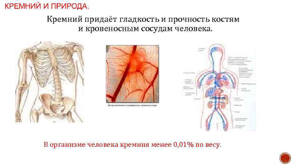 Кремний придаёт гладкость и прочность костям и кровеносным сосудам человека. В организме человека кремния