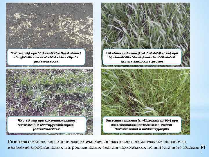 Чистый пар при органическом земледелии с полуразложившимися остатками сорной растительности Растения пшеницы (с. «Поволжская