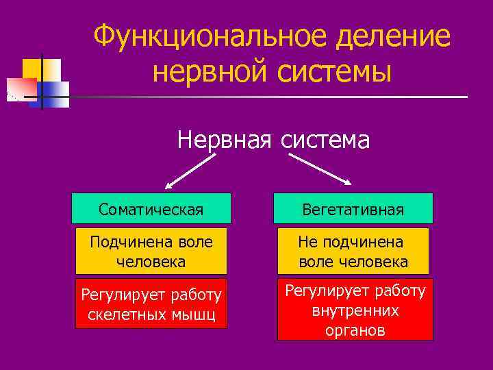 Функциональное деление нервной системы Нервная система Соматическая Вегетативная Подчинена воле человека Не подчинена воле