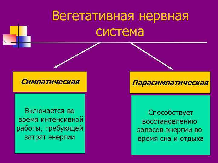 Вегетативная нервная система Симпатическая Парасимпатическая Включается во время интенсивной работы, требующей затрат энергии Способствует