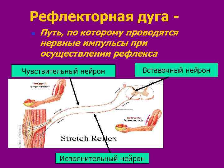 Рефлекторная дуга n Путь, по которому проводятся нервные импульсы при осуществлении рефлекса Чувствительный нейрон