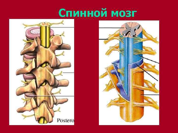 Спинной мозг 