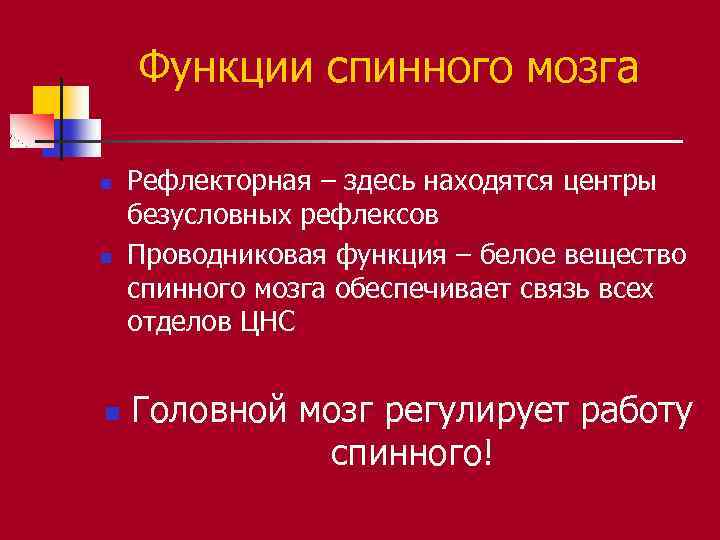 Функции спинного мозга n n n Рефлекторная – здесь находятся центры безусловных рефлексов Проводниковая